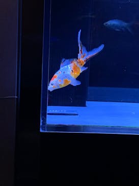 すみだ水族館に投稿された画像（2020/1/4）