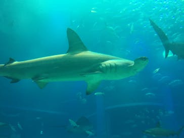 海遊館に投稿された画像（2020/1/5）