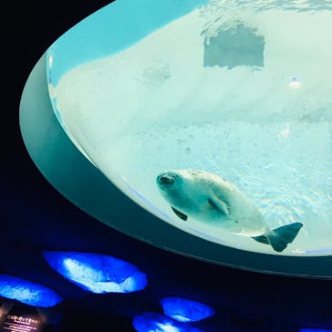 海遊館に投稿された画像（2020/1/5）