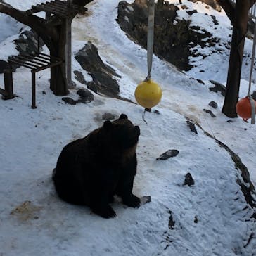 のぼりべつクマ牧場に投稿された画像（2020/1/5）