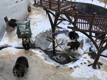 のぼりべつクマ牧場に投稿された画像（2020/1/5）