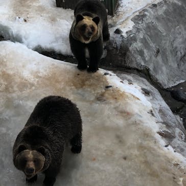 のぼりべつクマ牧場に投稿された画像（2020/1/5）