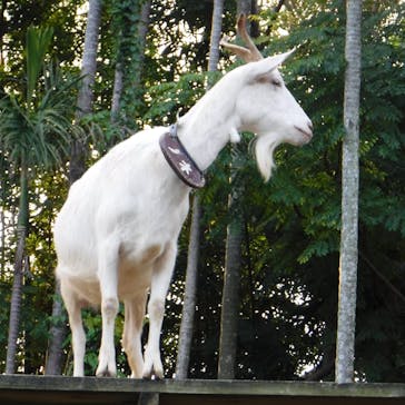 美らヤシパークオキナワ・東南植物楽園に投稿された画像（2020/1/6）