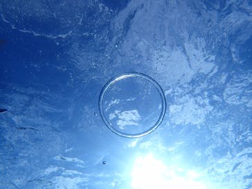 ダイビングショップ Sea Free（シーフリー）に投稿された画像（2020/1/8）