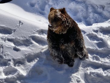 のぼりべつクマ牧場に投稿された画像（2020/1/10）
