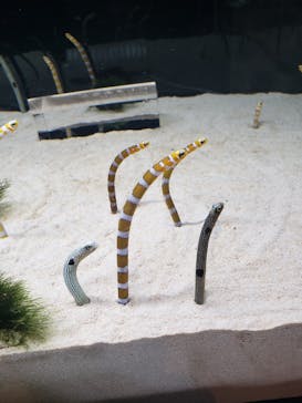 京都水族館に投稿された画像（2020/1/10）