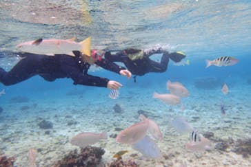 ダイビングショップ Sea Free（シーフリー）に投稿された画像（2020/1/13）