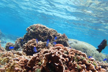 ダイビングショップ Sea Free（シーフリー）に投稿された画像（2020/1/13）