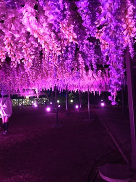 東京メガイルミに投稿された画像（2020/1/14）