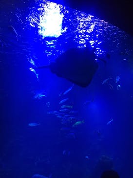 京都水族館に投稿された画像（2020/1/14）