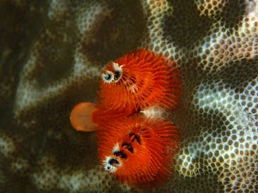 ダイビングショップ Sea Free（シーフリー）に投稿された画像（2020/1/14）