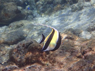 ダイビングショップ Sea Free（シーフリー）に投稿された画像（2020/1/14）