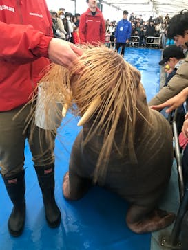 鳥羽水族館に投稿された画像（2020/1/14）