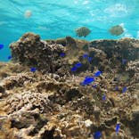 青の洞窟専門店　沖縄ダイビングショップ和に投稿された画像（2020/1/15）