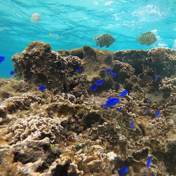 青の洞窟専門店　沖縄ダイビングショップ和に投稿された画像（2020/1/15）