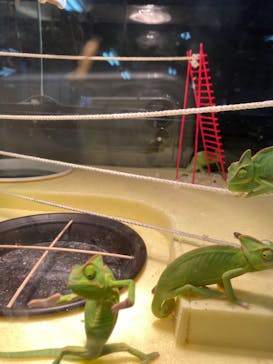 しろとり動物園に投稿された画像（2020/1/15）