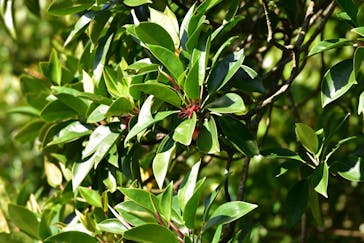 CHOROに投稿された画像（2020/1/15）