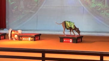 IPCわんわん動物園に投稿された画像（2020/1/17）