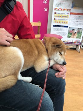 IPCわんわん動物園に投稿された画像（2020/1/17）