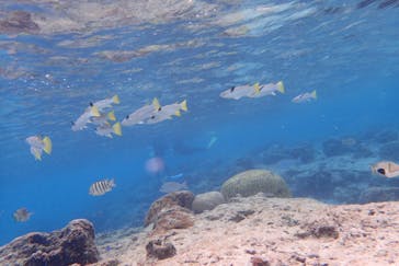 ダイビングショップ Sea Free（シーフリー）に投稿された画像（2020/1/17）