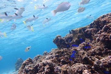 ダイビングショップ Sea Free（シーフリー）に投稿された画像（2020/1/17）