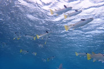 ダイビングショップ Sea Free（シーフリー）に投稿された画像（2020/1/17）