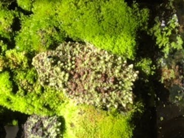 NIFREL（ニフレル）に投稿された画像（2020/1/18）