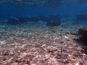 ダイビングショップ Sea Free（シーフリー）に投稿された画像（2020/1/19）