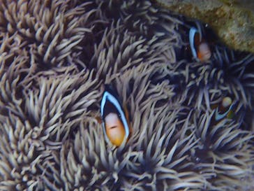 ダイビングショップ Sea Free（シーフリー）に投稿された画像（2020/1/19）