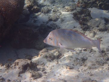 ダイビングショップ Sea Free（シーフリー）に投稿された画像（2020/1/19）