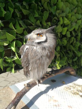 しろとり動物園に投稿された画像（2020/1/19）