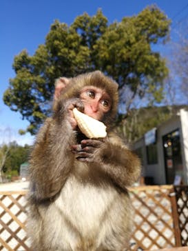 しろとり動物園に投稿された画像（2020/1/19）