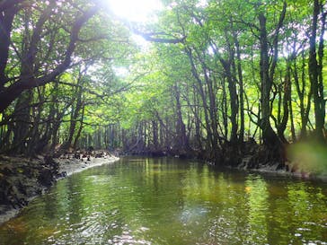 西表島 ADVENTURE PiPi（アドベンチャーピピ）に投稿された画像（2020/1/19）