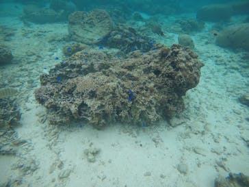 武藤潜水に投稿された画像（2020/1/19）