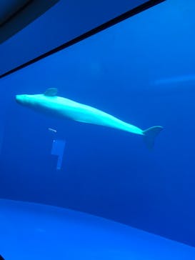 上越市立水族博物館 うみがたりに投稿された画像（2020/1/21）