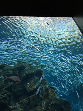 上越市立水族博物館 うみがたりに投稿された画像（2020/1/21）