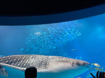 海遊館に投稿された画像（2020/1/23）