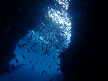 ダイビングショップ Sea Free（シーフリー）に投稿された画像（2020/1/24）