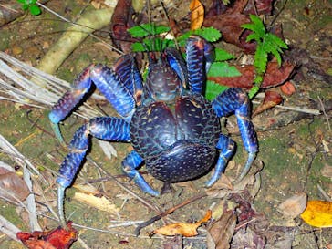 西表島 ADVENTURE PiPi（アドベンチャーピピ）に投稿された画像（2020/1/24）