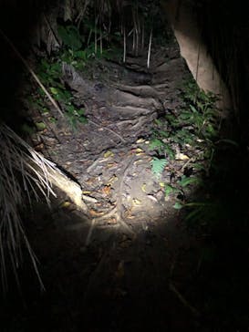 西表島 ADVENTURE PiPi（アドベンチャーピピ）に投稿された画像（2020/1/24）