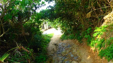 ダイビングショップ Sea Free（シーフリー）に投稿された画像（2020/1/25）