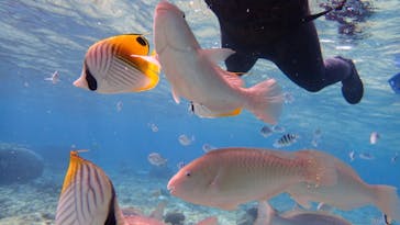 ダイビングショップ Sea Free（シーフリー）に投稿された画像（2020/1/25）