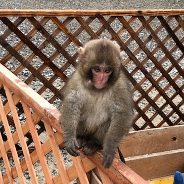 しろとり動物園に投稿された画像（2020/1/26）