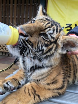 しろとり動物園に投稿された画像（2020/1/26）
