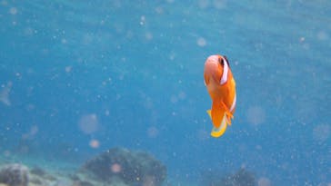 ダイビングショップ Sea Free（シーフリー）に投稿された画像（2020/1/27）