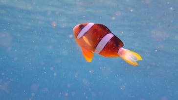 ダイビングショップ Sea Free（シーフリー）に投稿された画像（2020/1/27）