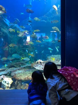 鳥羽水族館に投稿された画像（2020/1/27）