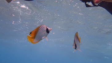 ダイビングショップ Sea Free（シーフリー）に投稿された画像（2020/1/28）