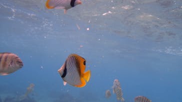 ダイビングショップ Sea Free（シーフリー）に投稿された画像（2020/1/28）