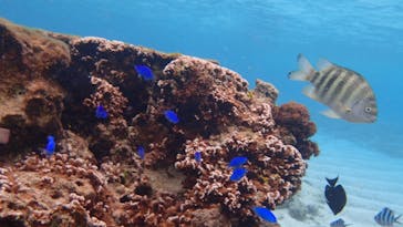 ダイビングショップ Sea Free（シーフリー）に投稿された画像（2020/1/28）